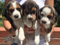 Beagle yavrular