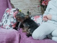 Yorkshire terrier 0 numara eğitimli
