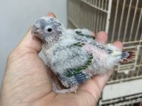 3 Adet El Besleme Bebek Konur