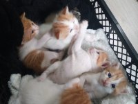6 tane yavru kedimiz 4 haftalık