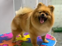 Pomeranian boo