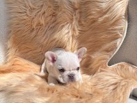 Mükemmel anatomi french bulldog yavrular