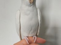 Eğitimli Albino Sultan Papağanı Yavrusu