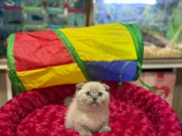 Dişi ve Erkek Ayıcık Surat Scottish Fold Bebekler