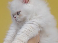 İran Exotic Longhair Bebekler