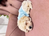 ACİL KÖPEKLER FİYAT GÖRÜŞÜLÜR TAKSİTLENDİRİLİR