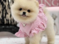TEDDY FACE AYI SURAT YAPISINA SAHİP POMERANİAN KIZIMIZ
