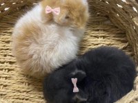 RENKLİ LOP ve CÜCE tavşan YAVRULARI (evcil)