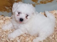 A KALİTE GERÇEK ORJİNAL MALTESE YAVRULAR