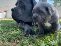 A Kaliteli Cane Corso Yavrular