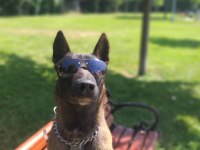 Belçika malinois eğitimli