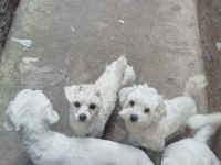 Maltese terrier sıfır numara köpeklerimiz