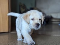EFSANE GÜZEL LABRADOR RETRİEVER YAVRULARI İSTANBUL 