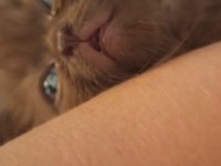 Scottish fold yavrularıma yeni yuva