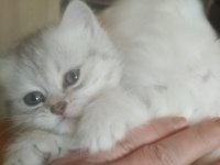 Yavru british longhair