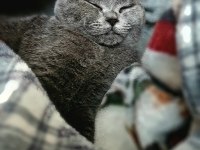 Scottish fold 6 aylık