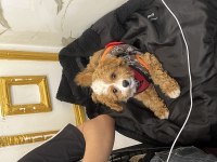 3 Aylık Maltipoo