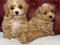 Ankaranın en kaliteli mini maltipoo yavruları