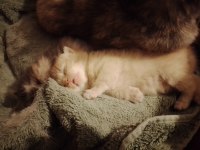 Yavru scottish fold kediler