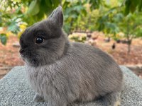 Blue renk Hollanda cüce tavşanlar