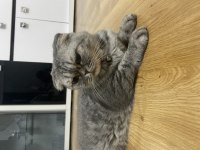 Yaklaşık 5 yaşında kısır ve dişi scottish fold
