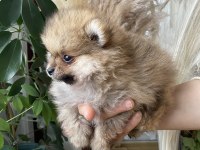 POMERANİAN BOO YAVRUMUZ YENİ YUVASINI ARIYOR