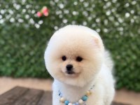 Pomeranian teddy face yavru köpekler