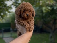 Sağlık Ve Irk Garantili Toy Poodle Yavrularımız