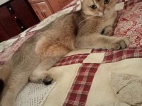 Scottish fold ve British yavrular