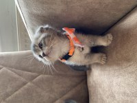 Ev Ortamında Scottish Fold Bebekler