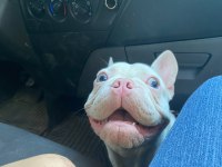 FULL BEYAZ MAVİ GÖZ PEMBE BURUN FRENCH BULLDOG