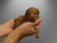 SEVİMLİ TOY POODLE