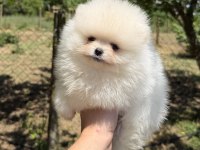 TEACUP KUSURSUZ KARBEYAZ POMERANİAN BOO