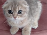 Dişi scottish fold golden