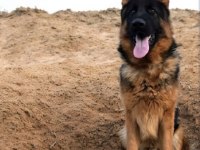 Showline erkek alman çoban köpeği yavru