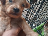 Maltipoo bebeklerimiz