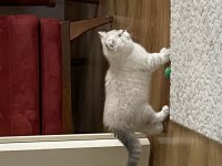 3 aylık british shorthair beyaz