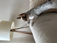Beyaz pinscher