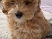 Güzel yavrumuz yeni yuvasını arıyor maltipoo