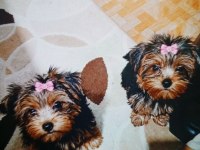 Yorki Dişi Bebekler
