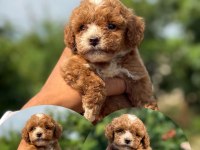 Micro teacup boy korea orjinal POODLE bebeklerimiz