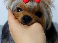 Şecereli Yorkshire Terrier Bebekler