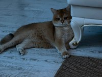 British shorthair ve bluepoint yavrularımız
