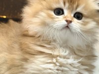British longhair golden bebeklerim dişi erkek