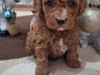 Ev Üretimi Kıvır Kıvır Poodle Bebeklerimiz