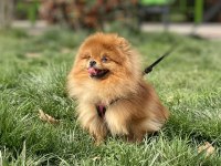 GERÇEK AYI SURAT KALİTELİ DİŞİ İSTEYENLERE POMERANİAN