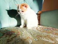 Türkiye'nin en iyilerinden exotic shorthair