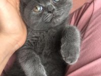 British shorthair prens yuvasını arıyor