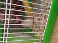 Suriye hamster yavrusu