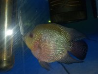 FLOWERHORN